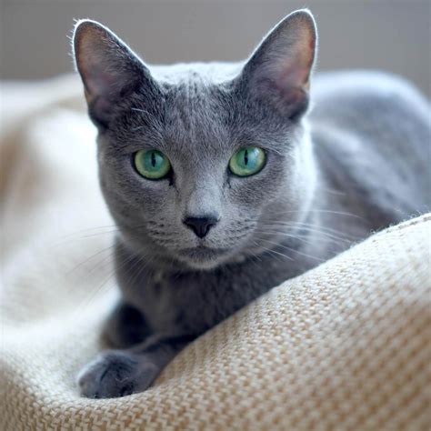 gato ruso azul-1